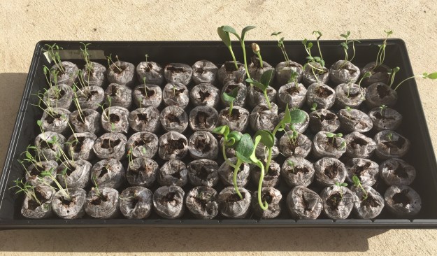 Day 5: The seedlings.