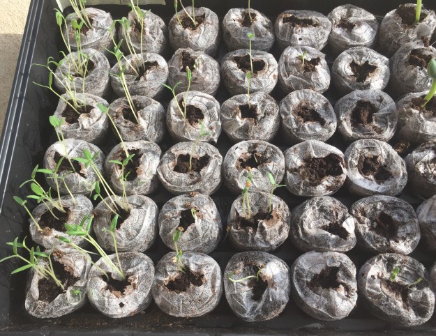 Lots of tomato seeds have sprouted.