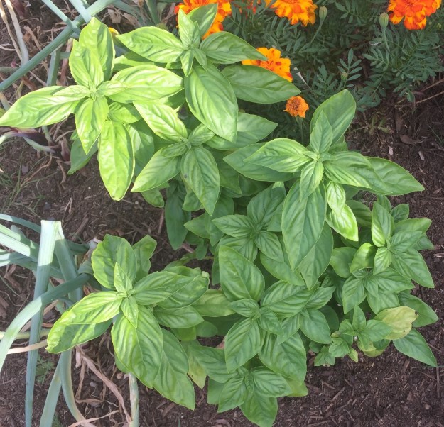 The basil just kees on growing.