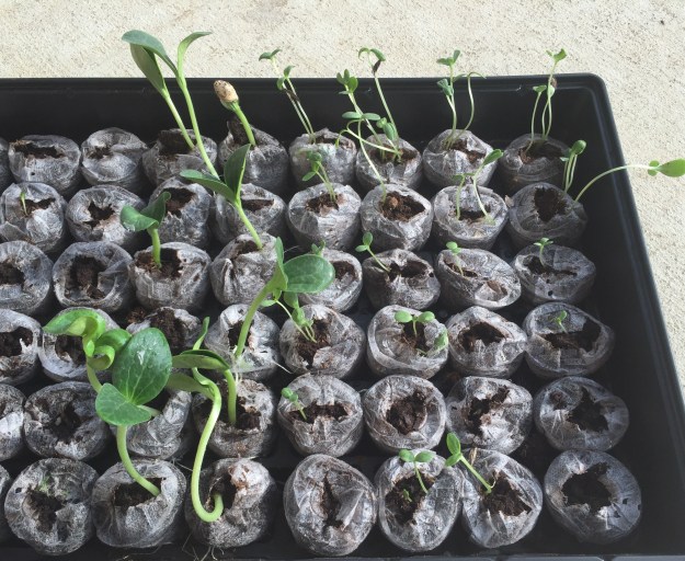 Pumpkin and zinnia seedlings.