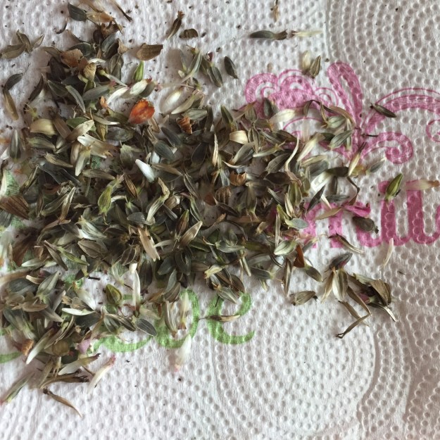 ... Came this pile of zinnia seeds for replanting.