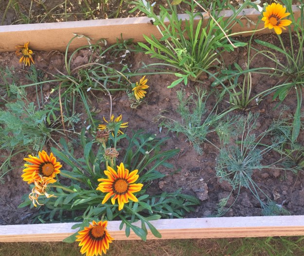 Many gazanias now flowering.