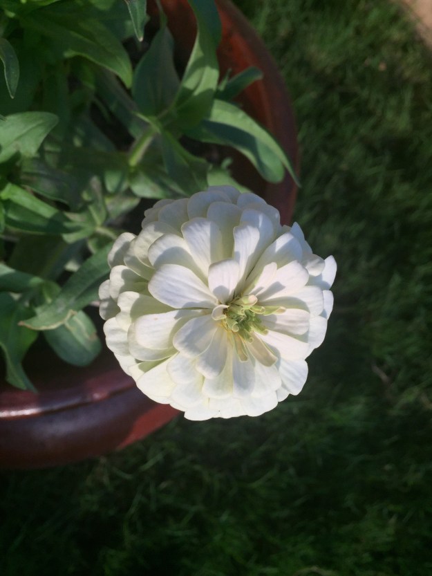 Love how the evening light hits the white zinnias.