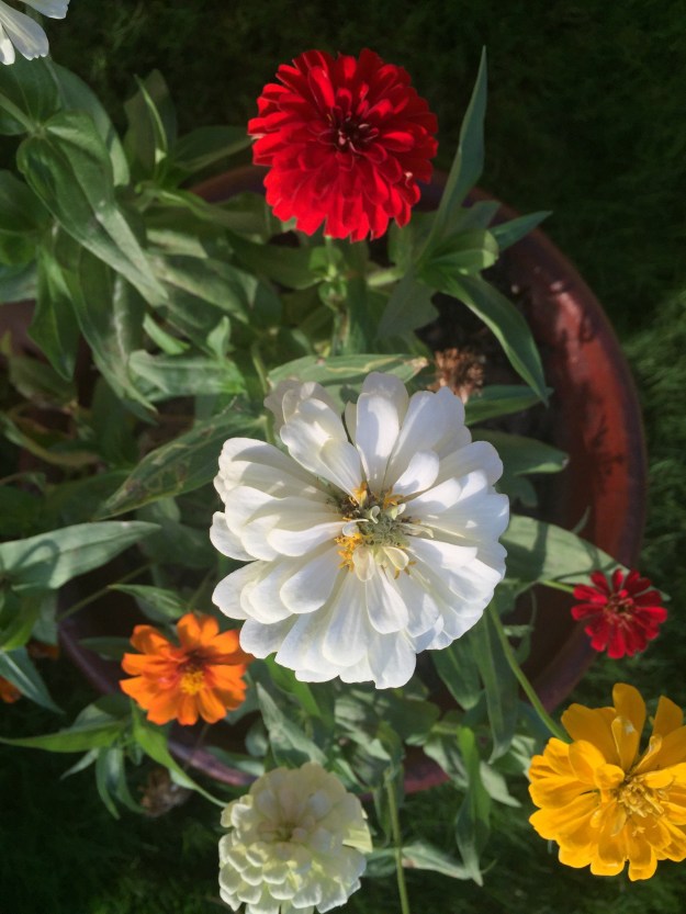 Zinnia love.