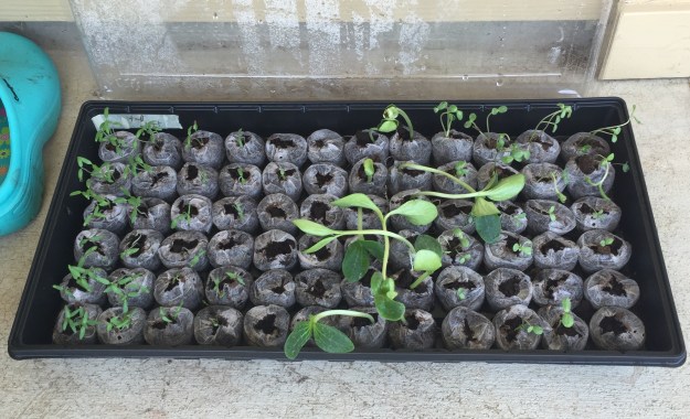 Day 6: The pumpkins are going nuts.