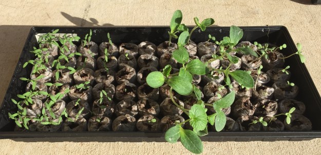 Day 8, 6:45 p.m.: Pumpkins are growing like crazy.