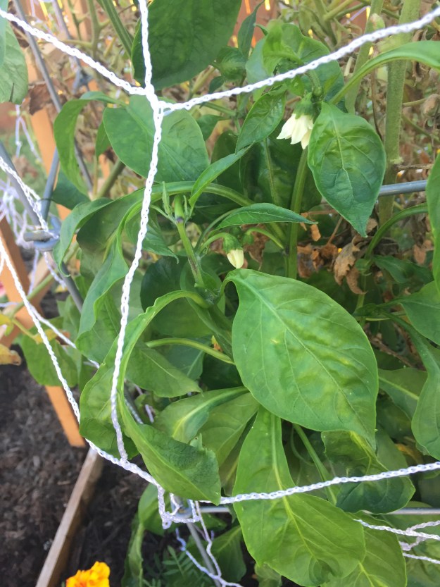Flowers on peppers.