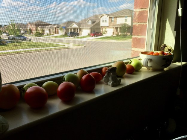 Tomatoes on the kitchen windowsill.