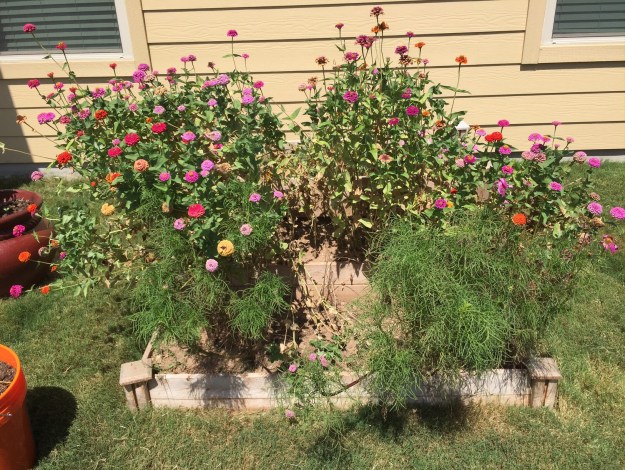 Before deadheading and cleanout.