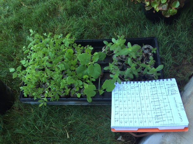 The diagram I drew in my garden notebook helped me remember which tomatoes were in each row. 