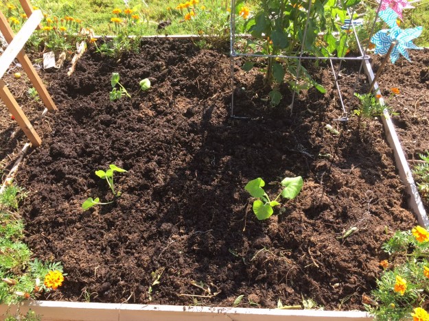 Three pumpkin plants now share a raised bed with several green pepper plants and a few marigolds.