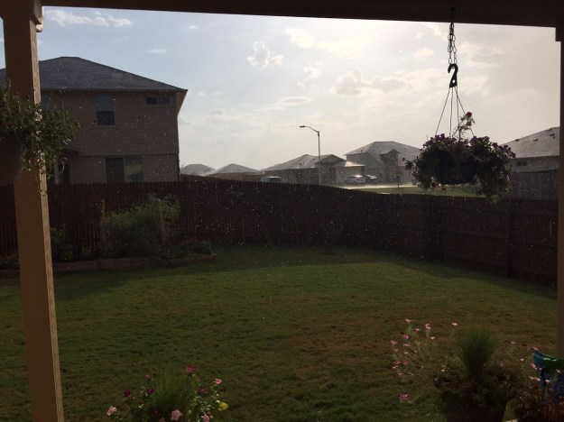 Love how the raindrops shine with the sun in the background.