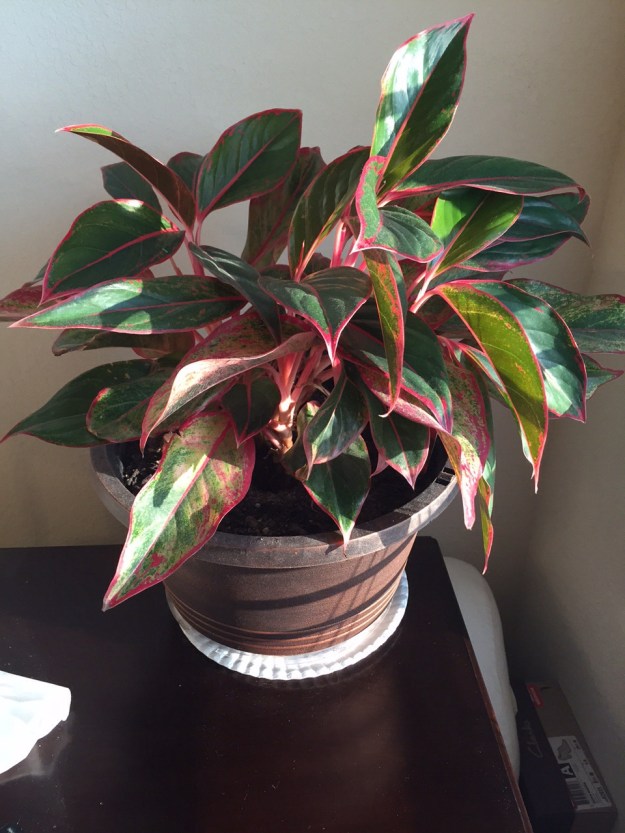 This aglaonema is a great addition to a corner of our master bedroom.