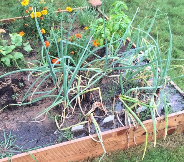 All the rain in May and June did in my onions this year.