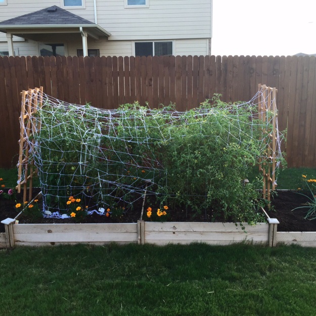 Used netting and pie tins to scare the birds away from the tomatoes in June. It helped, but it was a little too late.